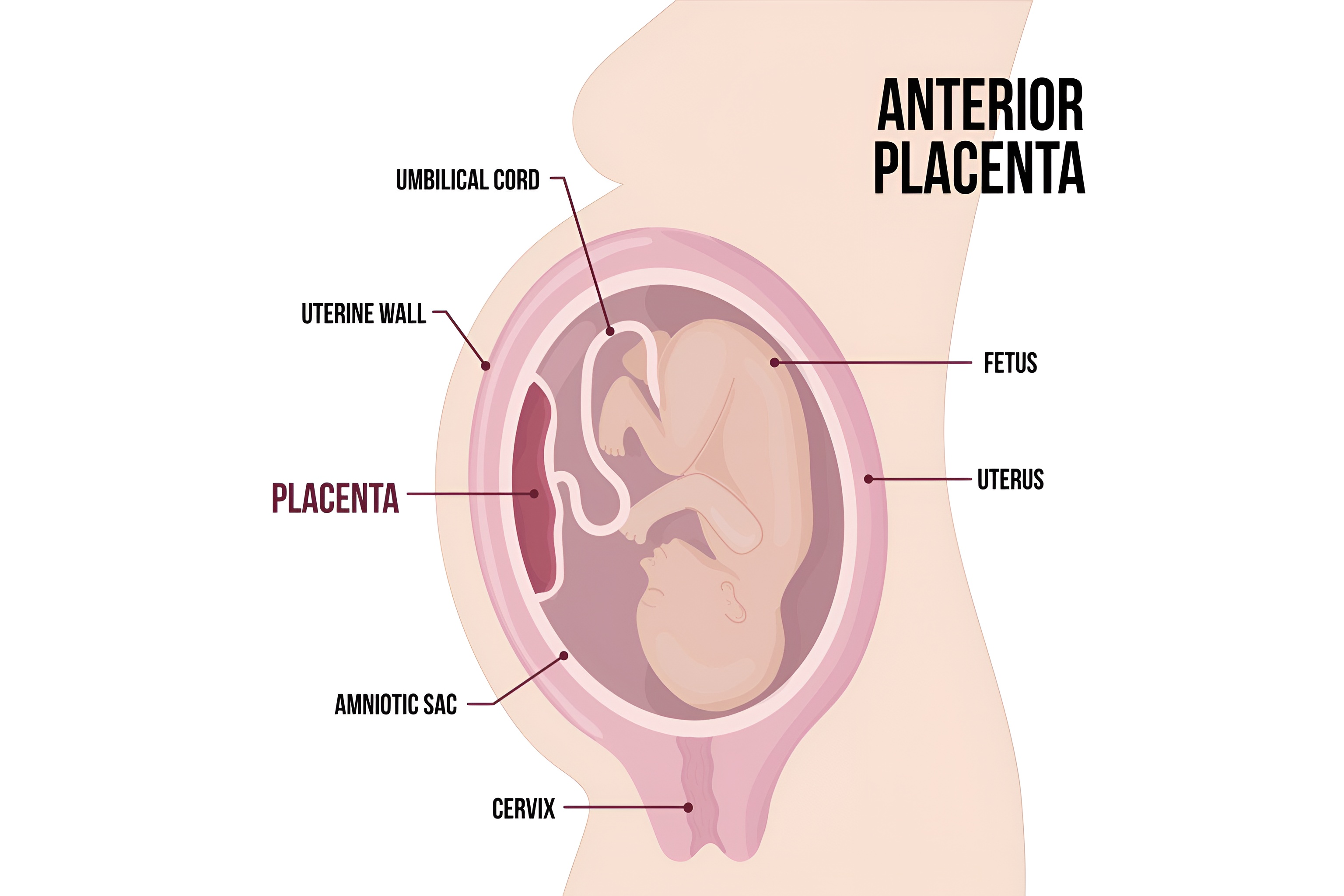 All Placenta Position Types: A Complete Guide for South Indian Mothers