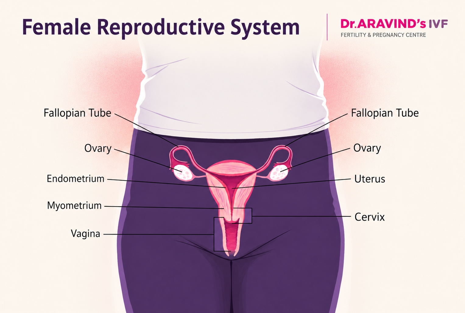 Diagram of female reproductive system showing uterus, ovaries, fallopian tubes and cervix - Dr. Aravind's IVF