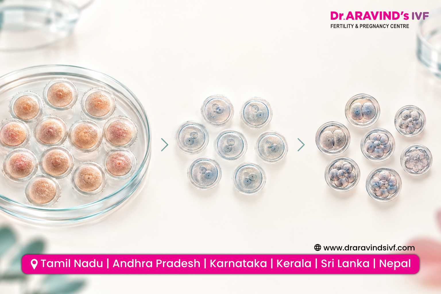 Embryologist reviewing mature eggs for IVF fertilisation