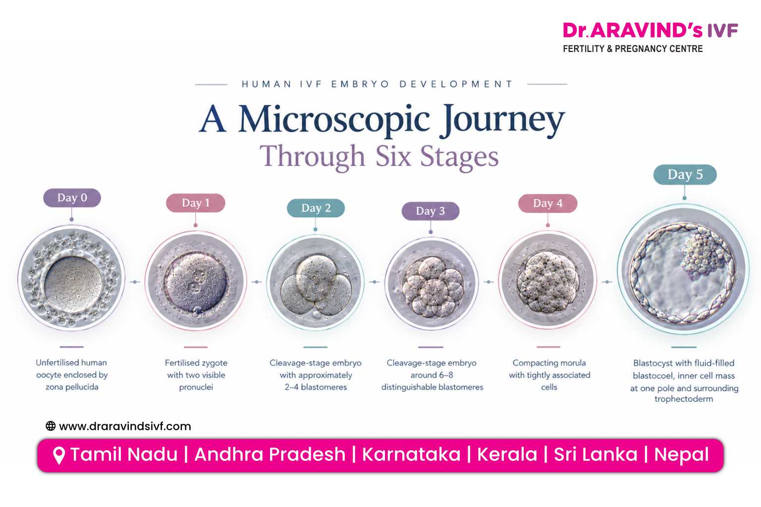 Day 3 cleavage-stage embryo and day 5 blastocyst illustration
