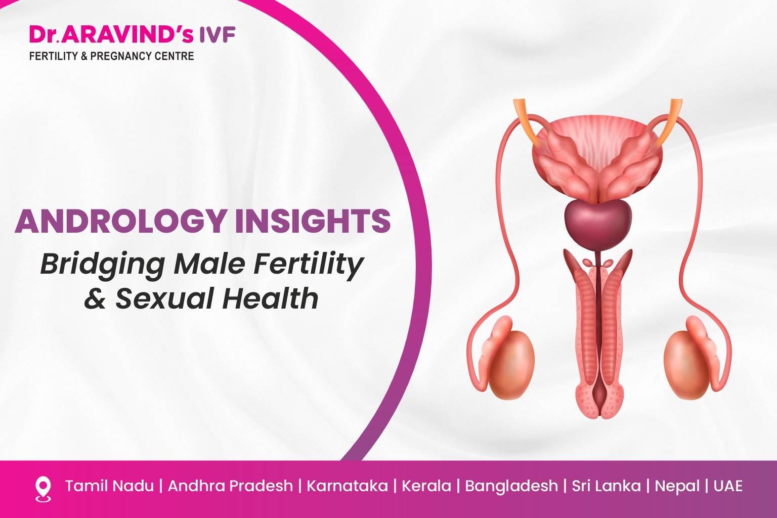 Male reproductive system medical illustration